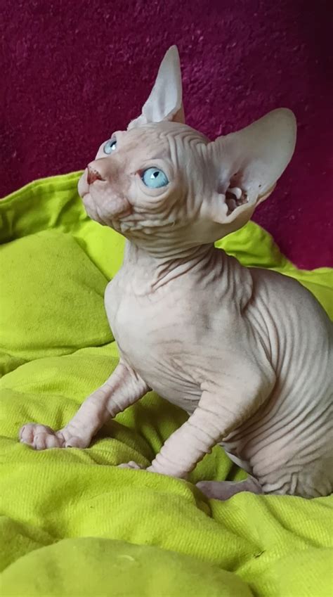 chatterie sphynx prada|Accueil .